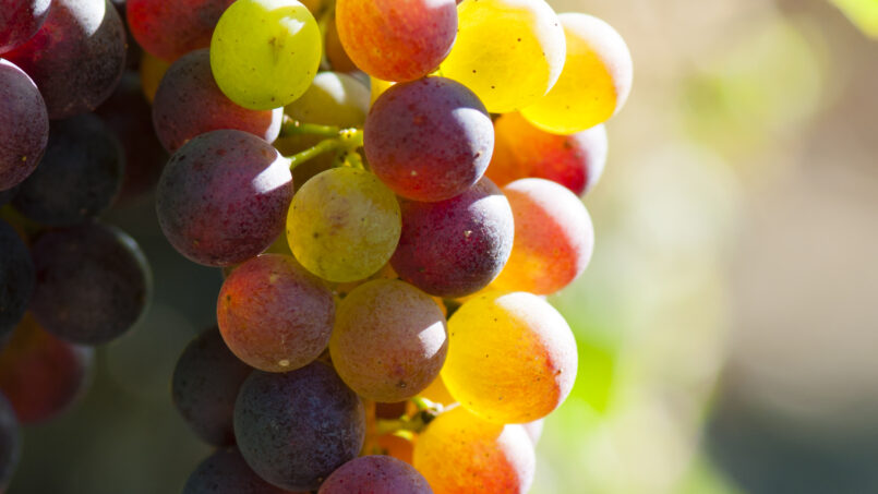 Jongieux, la Côte des Vignerons