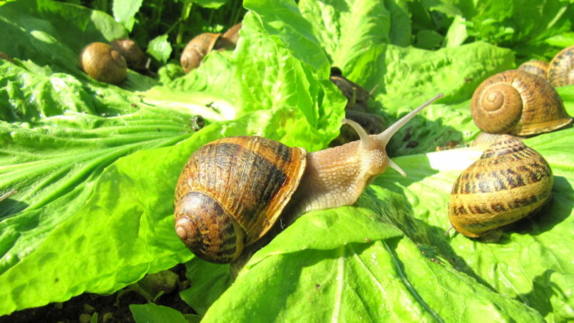 Les Escargots de Billième